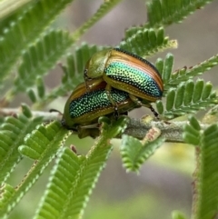 Calomela parilis (Leaf beetle) at Yarrow, NSW - 20 Jan 2022 by Steve_Bok