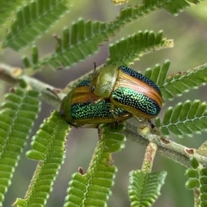 Calomela parilis at Yarrow, NSW - 20 Jan 2022 04:19 PM