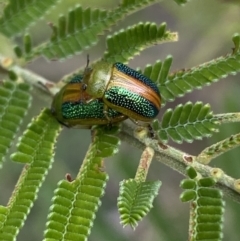 Calomela parilis at Yarrow, NSW - 20 Jan 2022 04:19 PM