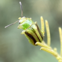 Calomela vittata (Acacia leaf beetle) at Yarrow, NSW - 20 Jan 2022 by Steve_Bok