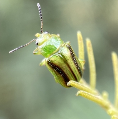 Calomela vittata (Acacia leaf beetle) at Googong Foreshore - 20 Jan 2022 by Steve_Bok