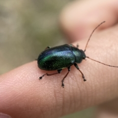 Edusella sp. (genus) (A leaf beetle) at Yarrow, NSW - 20 Jan 2022 by SteveBorkowskis