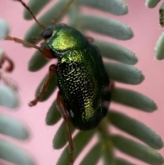 Edusella sp. (genus) (A leaf beetle) at Yarrow, NSW - 20 Jan 2022 by SteveBorkowskis