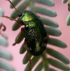 Edusella sp. (genus) at Yarrow, NSW - 20 Jan 2022