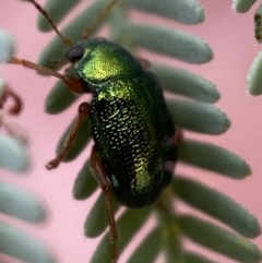 Edusella sp. (genus) (A leaf beetle) at Yarrow, NSW - 20 Jan 2022 by Steve_Bok