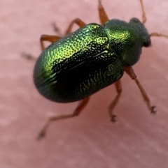 Edusella sp. (genus) at Yarrow, NSW - 20 Jan 2022