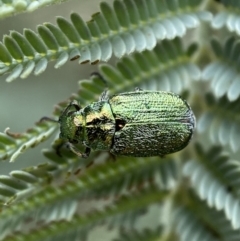 Diphucephala sp. (genus) (Green Scarab Beetle) at Yarrow, NSW - 20 Jan 2022 by SteveBorkowskis