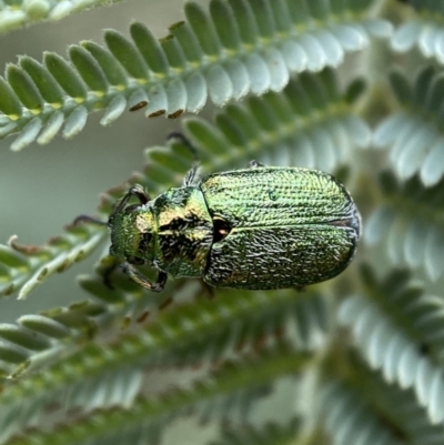 Diphucephala sp. (genus) (Green Scarab Beetle) at Yarrow, NSW - 20 Jan 2022 by Steve_Bok