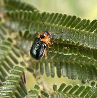 Aporocera (Aporocera) consors (A leaf beetle) at Yarrow, NSW - 20 Jan 2022 by SteveBorkowskis