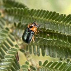 Aporocera (Aporocera) consors (A leaf beetle) at Yarrow, NSW - 20 Jan 2022 by Steve_Bok