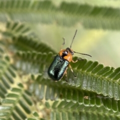 Aporocera (Aporocera) consors at Yarrow, NSW - 20 Jan 2022