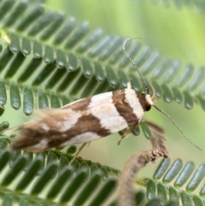 Macrobathra desmotoma at Yarrow, NSW - 20 Jan 2022 03:59 PM