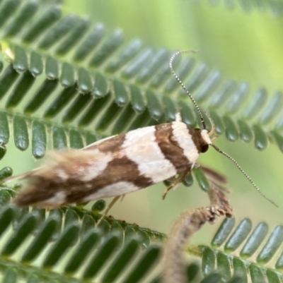 Macrobathra desmotoma ( A Cosmet moth) at Yarrow, NSW - 20 Jan 2022 by SteveBorkowskis