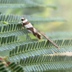 Macrobathra desmotoma at Yarrow, NSW - 20 Jan 2022 03:59 PM