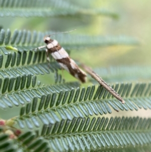 Macrobathra desmotoma at Yarrow, NSW - 20 Jan 2022