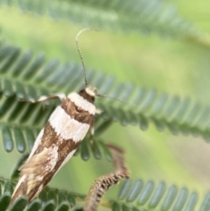 Macrobathra desmotoma at Yarrow, NSW - 20 Jan 2022 03:59 PM