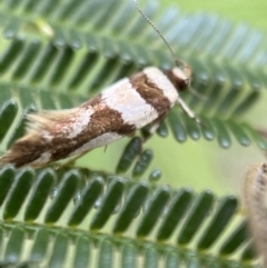 Macrobathra desmotoma at Yarrow, NSW - 20 Jan 2022 03:59 PM