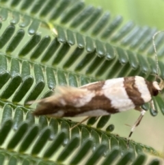 Macrobathra desmotoma at Yarrow, NSW - 20 Jan 2022