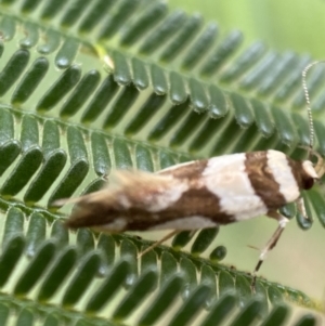 Macrobathra desmotoma at Yarrow, NSW - 20 Jan 2022