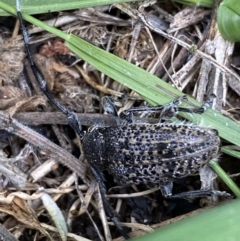 Ancita australis at Yarrow, NSW - 20 Jan 2022 03:40 PM