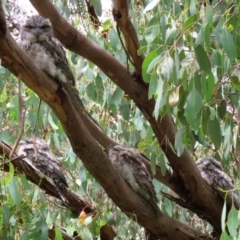 Podargus strigoides (Tawny Frogmouth) at Fyshwick, ACT - 20 Jan 2022 by RodDeb