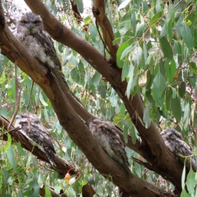 Podargus strigoides (Tawny Frogmouth) at Fyshwick, ACT - 20 Jan 2022 by RodDeb