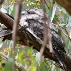 Podargus strigoides at Fyshwick, ACT - 20 Jan 2022 01:38 PM