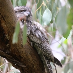 Podargus strigoides at Fyshwick, ACT - 20 Jan 2022 01:38 PM