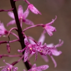 Dipodium roseum (Rosy Hyacinth Orchid) at Penrose - 20 Jan 2022 by Aussiegall