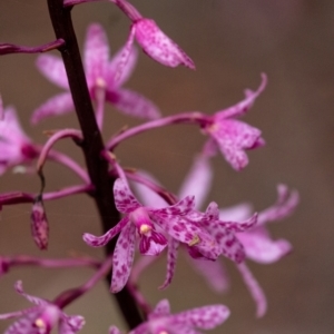 Dipodium roseum at Penrose, NSW - 20 Jan 2022