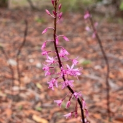 Dipodium roseum at Penrose, NSW - suppressed