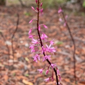 Dipodium roseum at Penrose, NSW - 20 Jan 2022