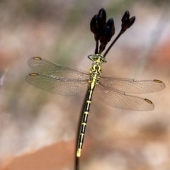 Austrogomphus guerini (Yellow-striped Hunter) at Penrose - 20 Jan 2022 by Aussiegall