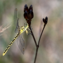 Austrogomphus guerini at Penrose, NSW - 20 Jan 2022