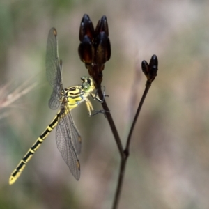 Austrogomphus guerini at Penrose, NSW - 20 Jan 2022 06:20 PM