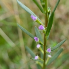 Lythrum hyssopifolia (Small Loosestrife) at Yass River, NSW - 20 Jan 2022 by SenexRugosus