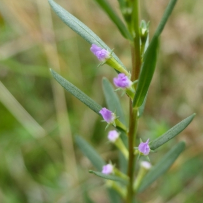 Lythrum hyssopifolia (Small Loosestrife) at Rugosa - 20 Jan 2022 by SenexRugosus