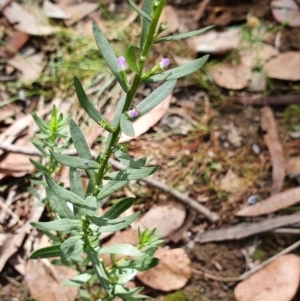 Lythrum hyssopifolia at Yass River, NSW - 20 Jan 2022