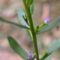 Lythrum hyssopifolia at Yass River, NSW - 20 Jan 2022