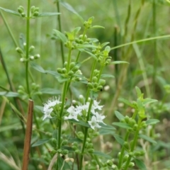 Mentha diemenica (Wild Mint, Slender Mint) at Yass River, NSW - 20 Jan 2022 by SenexRugosus