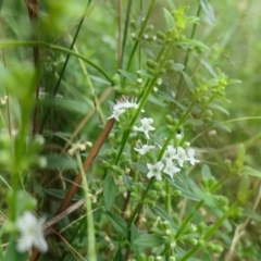 Mentha diemenica at Yass River, NSW - 20 Jan 2022 05:43 PM