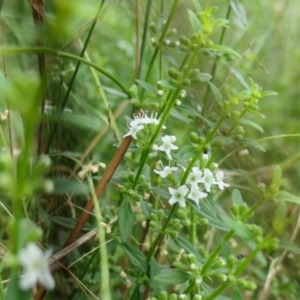 Mentha diemenica at Yass River, NSW - 20 Jan 2022 05:43 PM