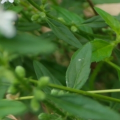 Mentha diemenica at Yass River, NSW - 20 Jan 2022 05:43 PM