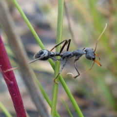 Myrmecia sp. (genus) at Morton National Park - 19 Jan 2022 by RobG1