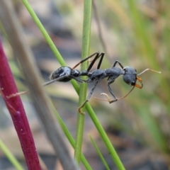 Myrmecia tarsata at Sassafras, NSW - 19 Jan 2022 02:35 PM