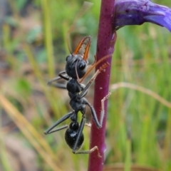 Myrmecia tarsata at Sassafras, NSW - 19 Jan 2022 02:35 PM