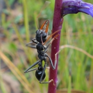 Myrmecia tarsata at Sassafras, NSW - 19 Jan 2022 02:35 PM