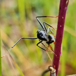 Myrmecia tarsata at Sassafras, NSW - 19 Jan 2022 02:35 PM