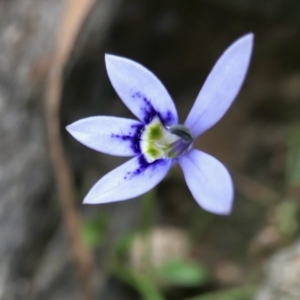 Isotoma fluviatilis subsp. australis at Yass River, NSW - 20 Jan 2022