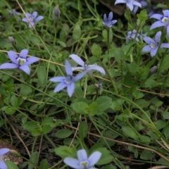 Isotoma fluviatilis subsp. australis at Yass River, NSW - 20 Jan 2022 04:27 PM